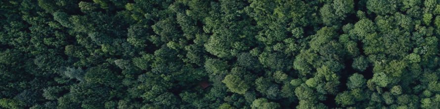 vue aérienne de la forêt